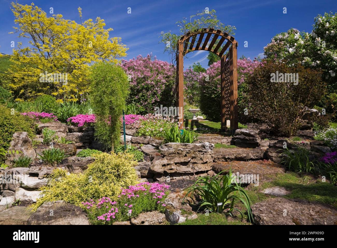 Mandrino in legno con Gleditsia triacanthos inermis 'Sunburst' - Locust al miele, Syylan meyeri 'Palibin' - lilla, Physocarpus opulifolius. Foto Stock