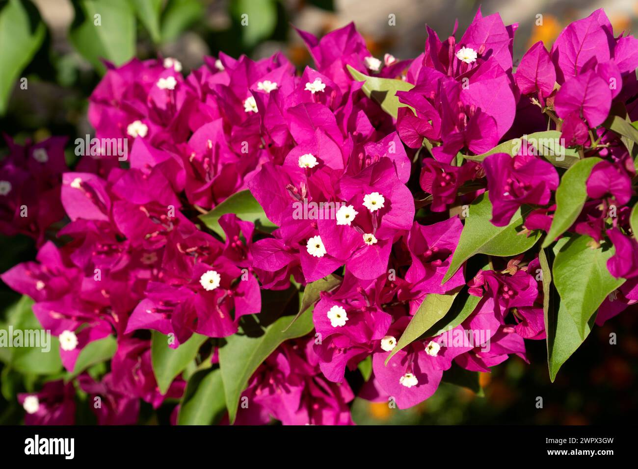 Fiori di bouganville in fiore. Bouganvillea magenta rosa brillante, bouganvillea minore, Bougainvillea glabra. Foto Stock