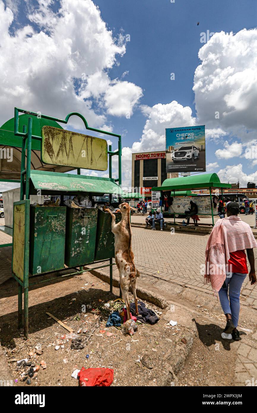 Nairobi, Nairobi, Kenya. 9 marzo 2024. Una capra sta sulle zampe posteriori mangiando spazzatura da un bidone della spazzatura e da un matatus che passa in un centro di trasporto matatu a Ngong Hills a Nairobi.matatu, o mathree a sheng, è una tipica forma di trasporto, derivata dagli anni '60 e sempre più popolare nella fiera quotidiana di oltre il 70% keniani a Nairobi. Sono decorate in modo elaborato e sono profondamente parte della cultura keniota, a differenza di altre parti dell'Africa orientale. (Credit Image: © Bianca Otero/ZUMA Press Wire) SOLO PER USO EDITORIALE! Non per USO commerciale! Foto Stock