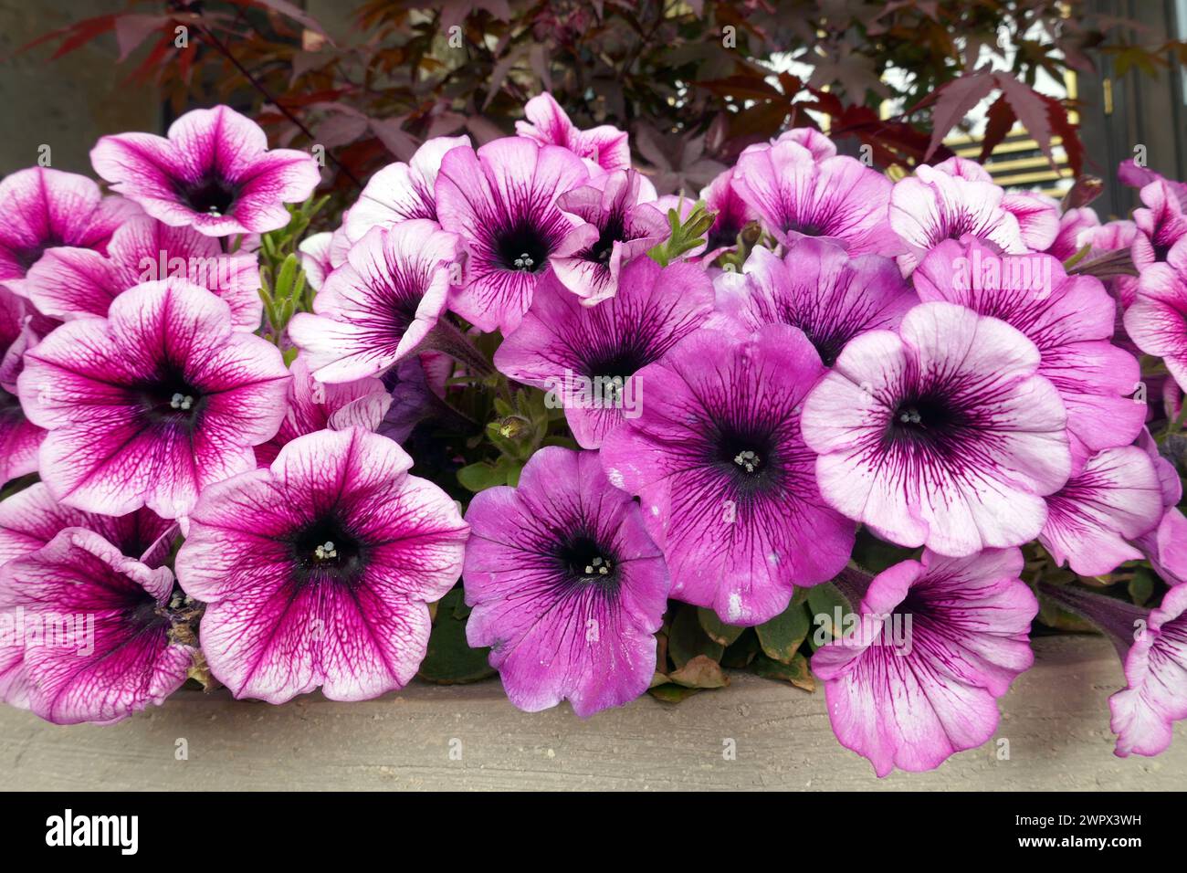 Petunie, colorato fiore di petunia (Petunia hybrida). Fiori petunia texture di fondo, motivo Foto Stock