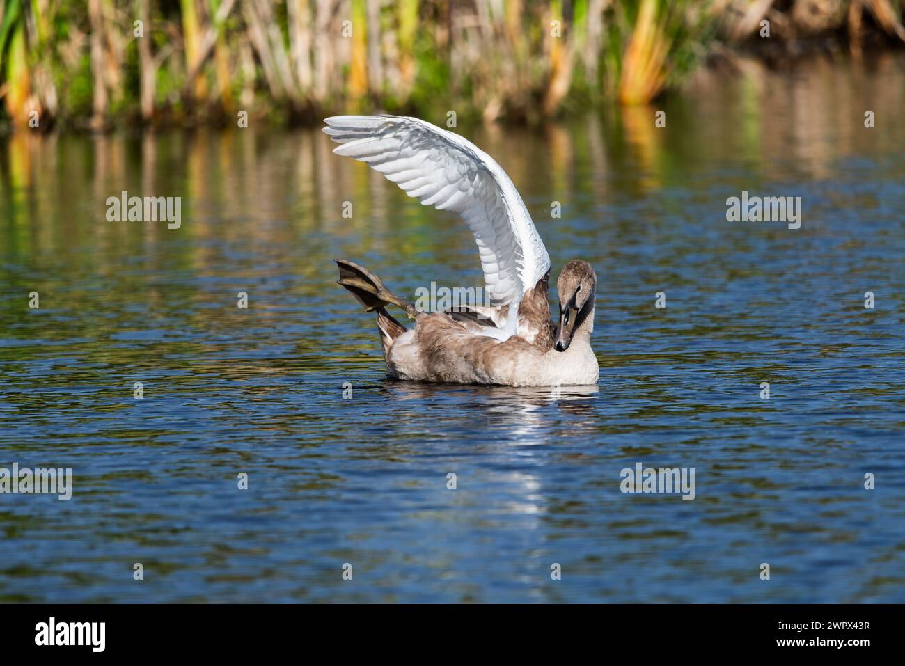 Un singolo cygnet si muove e si nutre intorno al lago selvaggio nelle giornate di sole, allungando le ali e le gambe per un primo piano da lontano Foto Stock