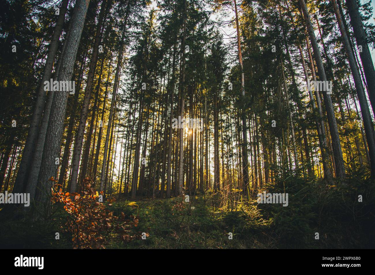 Foresta nel Waldviertel, Austria Foto Stock