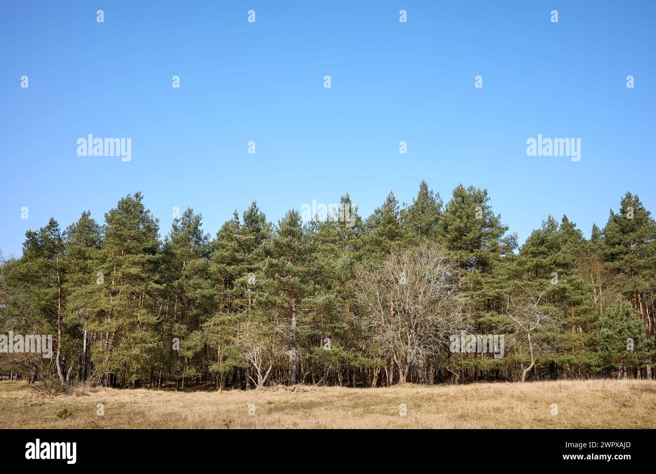 Foto di alberi contro il cielo blu. Foto Stock