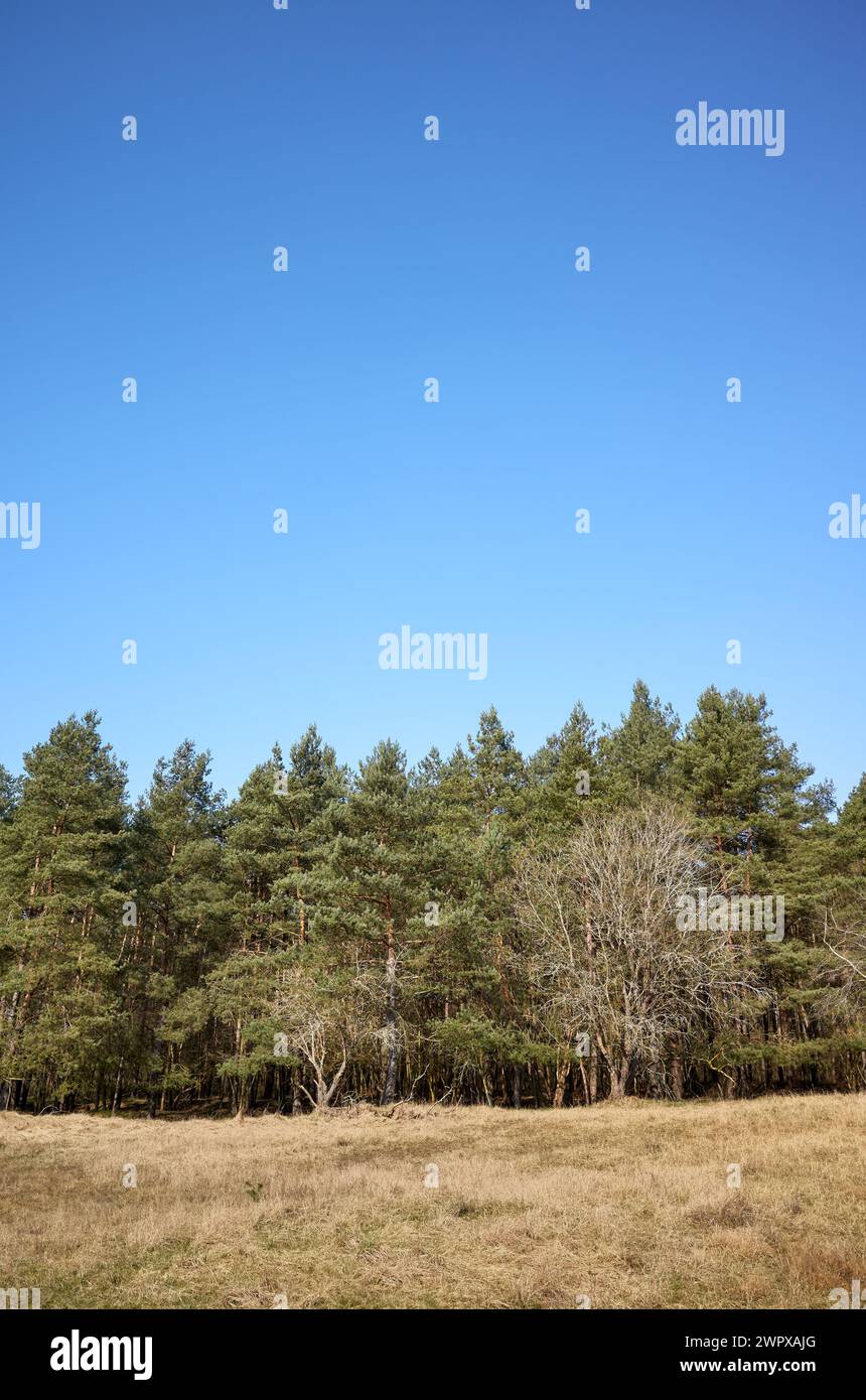 Foto di alberi contro il cielo blu. Foto Stock