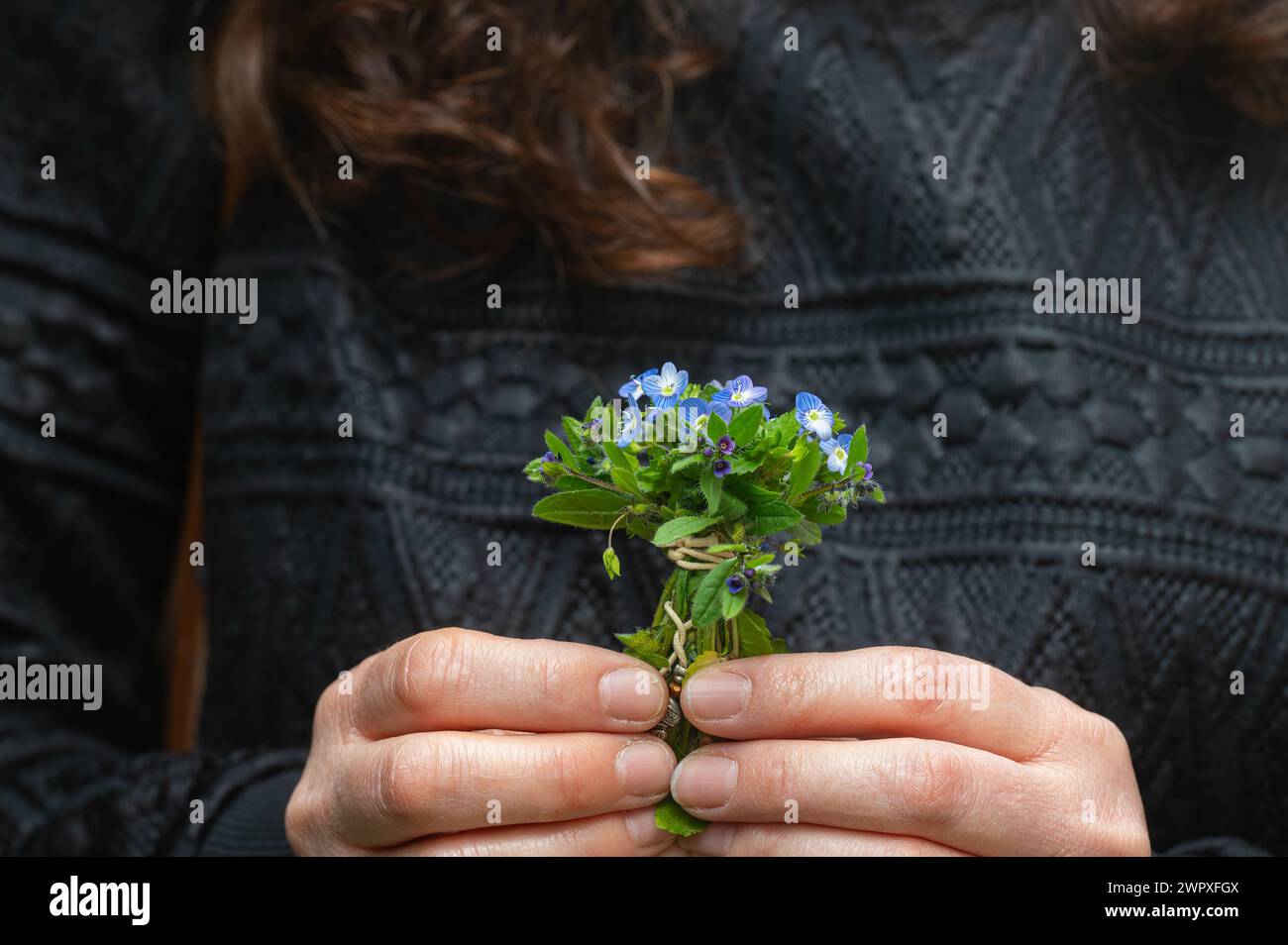 Donna che tiene in mano un mazzo di piccoli fiori selvatici in blu. Veronica polita. Foto Stock