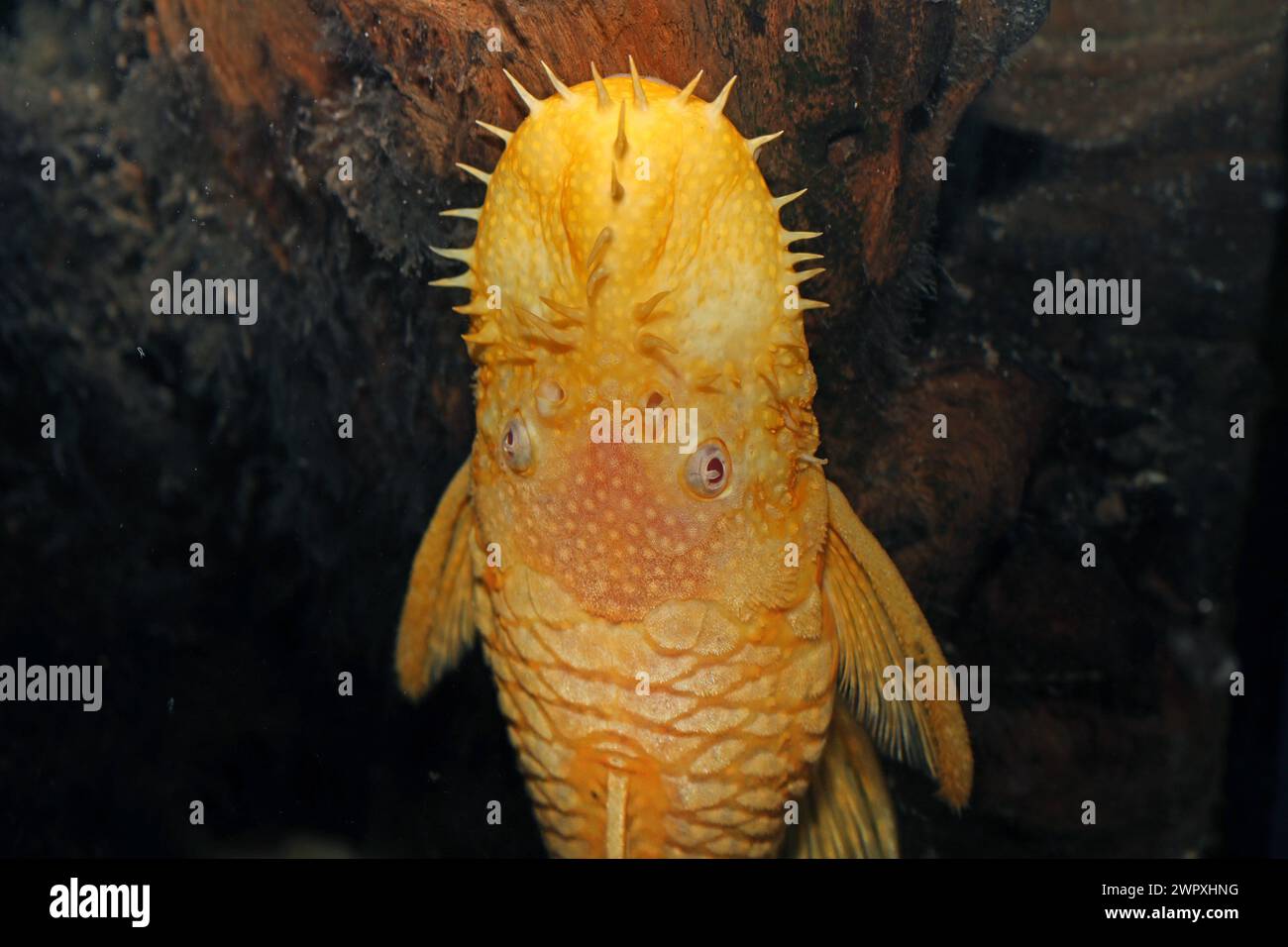 Harnischwelse aus Südamerika Ein Antennenwels aus Südamerika Ancistrus ssp. Oro - schwimmt in einem Aquarium *** pesci gatto loricaridi del Sud America un pesce gatto antenna del Sud America Ancistrus ssp Gold che nuota in un acquario Foto Stock