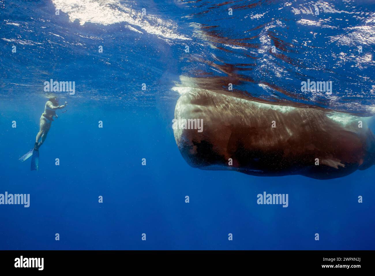Uno snorkeling che osserva una balena di sperma (Physeter macrocephalus) nel Mar dei Caraibi Foto Stock