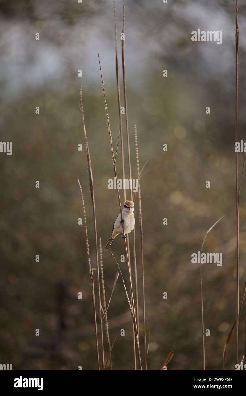 Brown shrike sull'erba, India Foto Stock