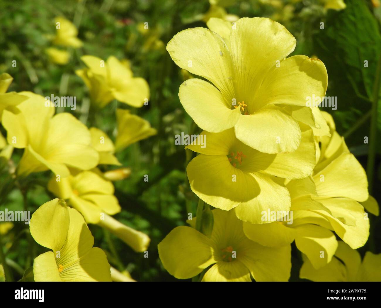 Oxalis pes-caprae o pianta africana di fioritura del sommollo di legno. Primo piano di fiori gialli brillanti del mantello. Foto Stock