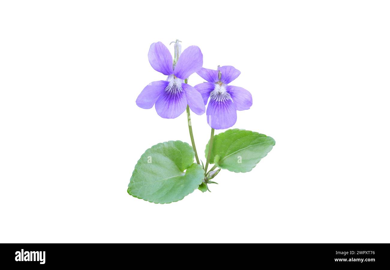 Viola fiori e foglie isolate su bianco. Fiore viola blu di pianta viola. Violette Fragrant Bunch. Foto Stock
