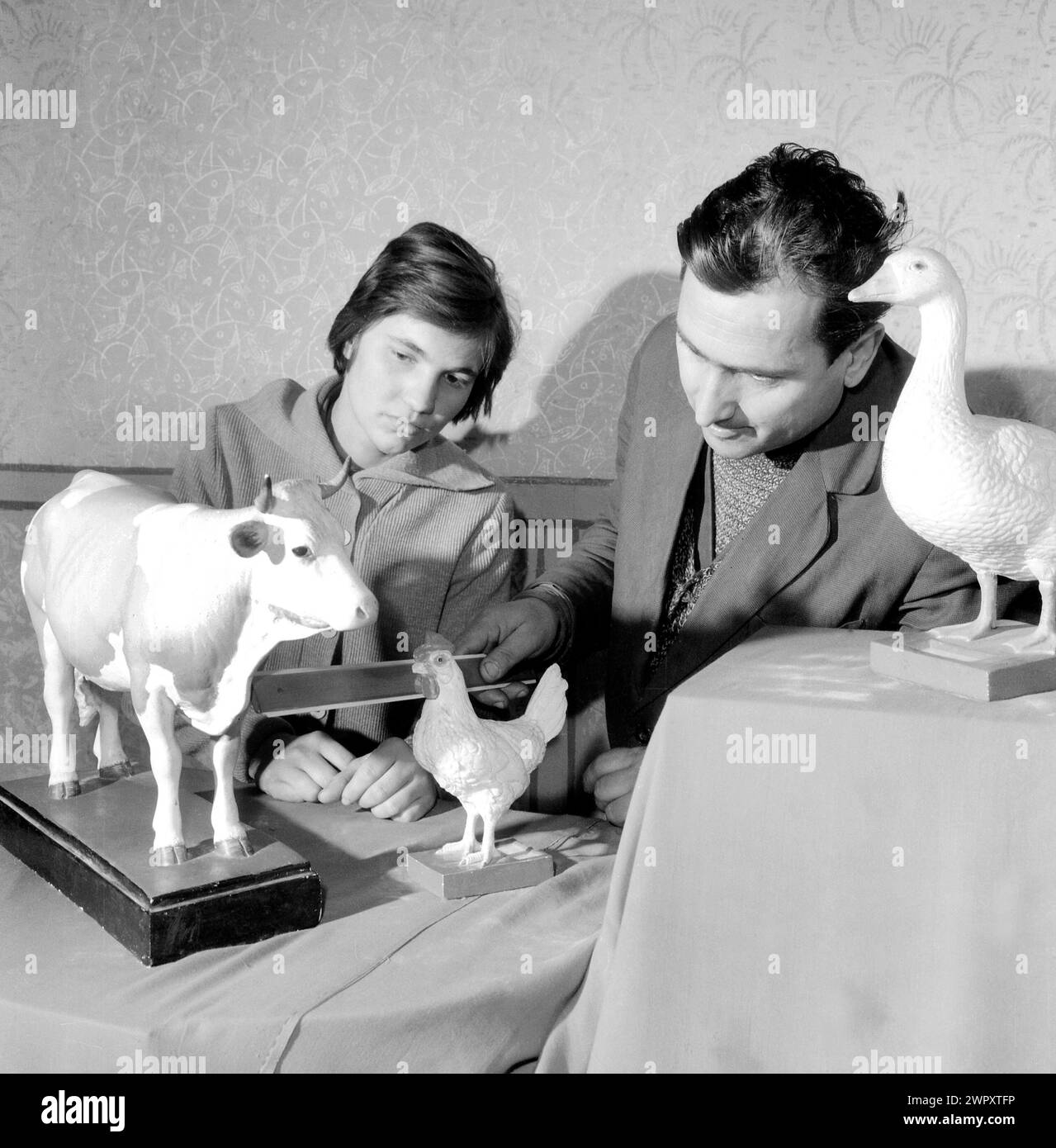 Una cooperativa agricola statale (C.A.P.) nella Romania comunista, negli anni '1970 Un veterinario che insegna a uno studente usando figure in miniatura di animali domestici. Foto Stock