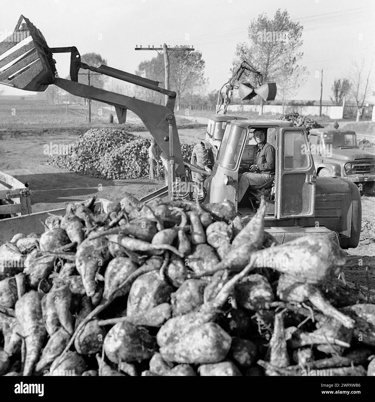 Raccolta di barbabietole da foraggio (Beta vulgaris) per l'alimentazione del bestiame presso una cooperativa agricola statale (C.A.P.) nella Romania comunista, negli anni '1970 Foto Stock