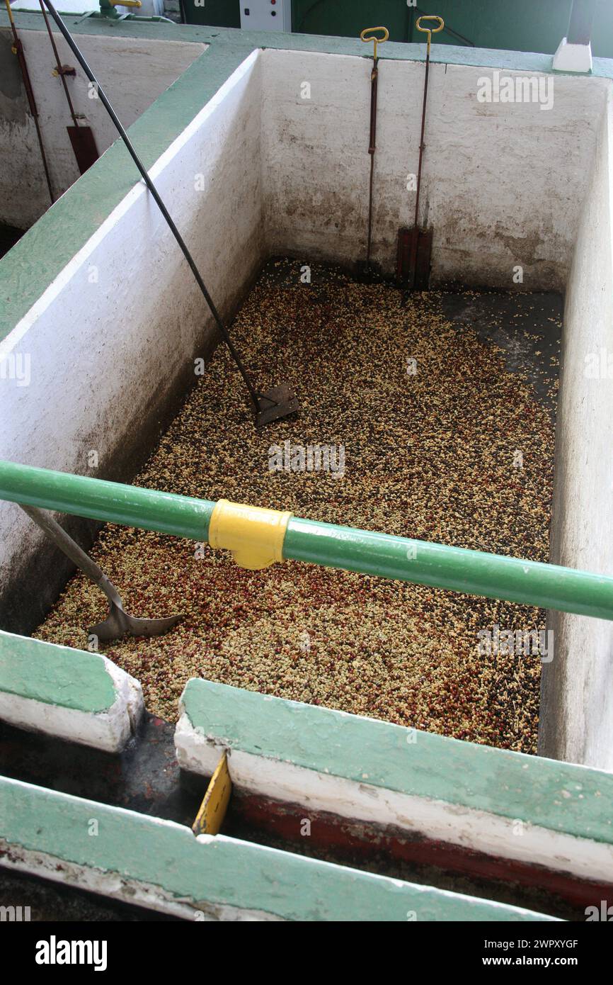 Area di ricevimento dei chicchi di caffè, Doka Coffee Estate, Sabanilla de Alajuela, Parco Nazionale del Vulcano Poas, Costa Rica. Foto Stock