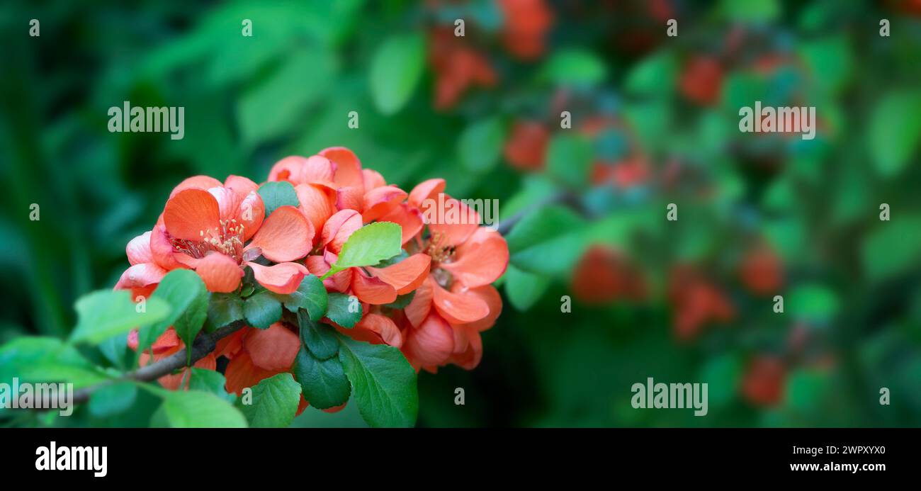 Primo piano delicati fiori rossi di arbusto Chaenomeles japonica. Sfondo naturale primaverile con ramoscello in fiore fresco. Fiori rossi di cotogna e foglie verdi, Foto Stock