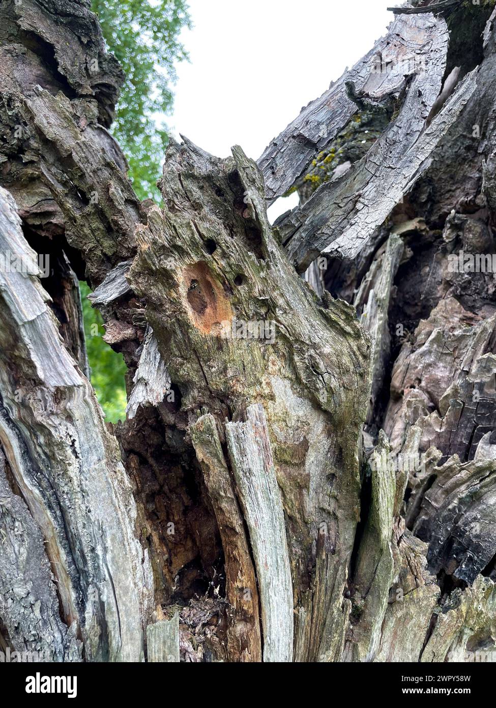 Höhle, Loch in einem alten knorrigen Baum, Zufluchtsort für Tiere Foto Stock