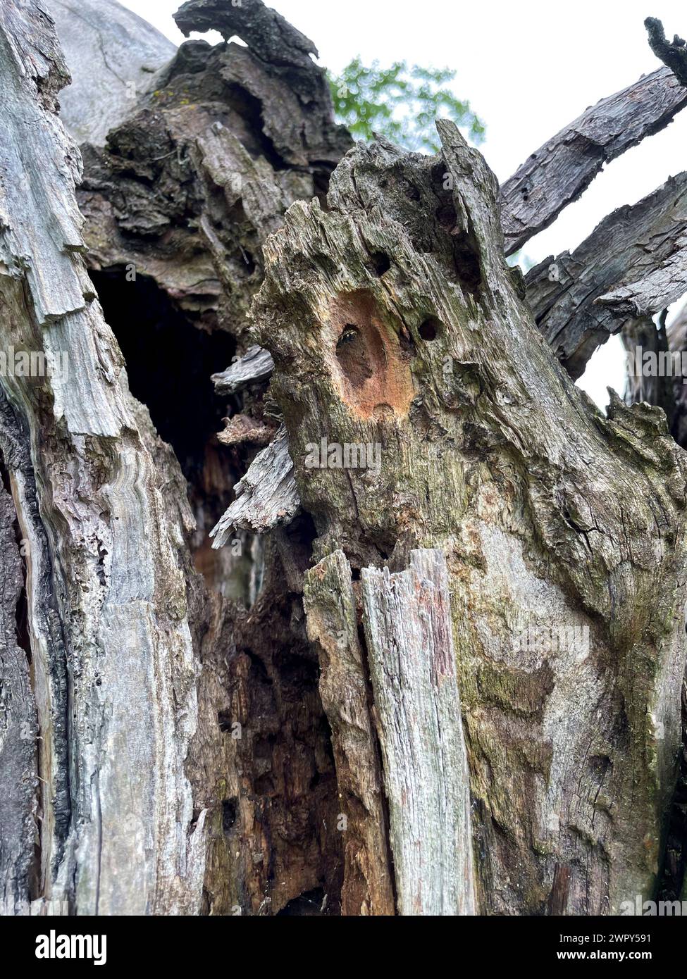 Höhle, Loch in einem alten knorrigen Baum, Zufluchtsort für Tiere Foto Stock