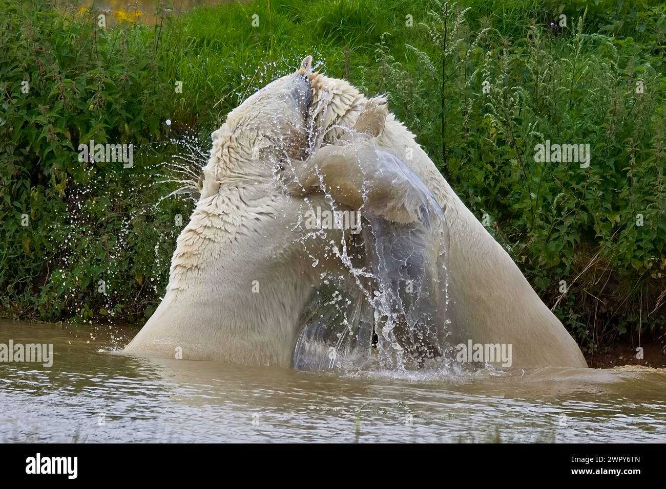 Due orsi polari con una pelliccia bianca spessa, giocano a combattere e spruzzano acqua in una piscina fresca in una calda giornata estiva. Foto Stock