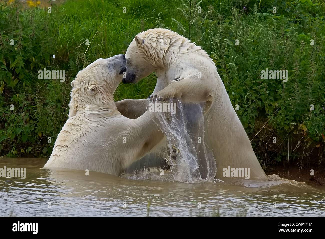 Due orsi polari molto grandi con una pelliccia bianca spessa in una piscina e giocano a combattere causando grandi spruzzi nell'acqua fredda. Foto Stock
