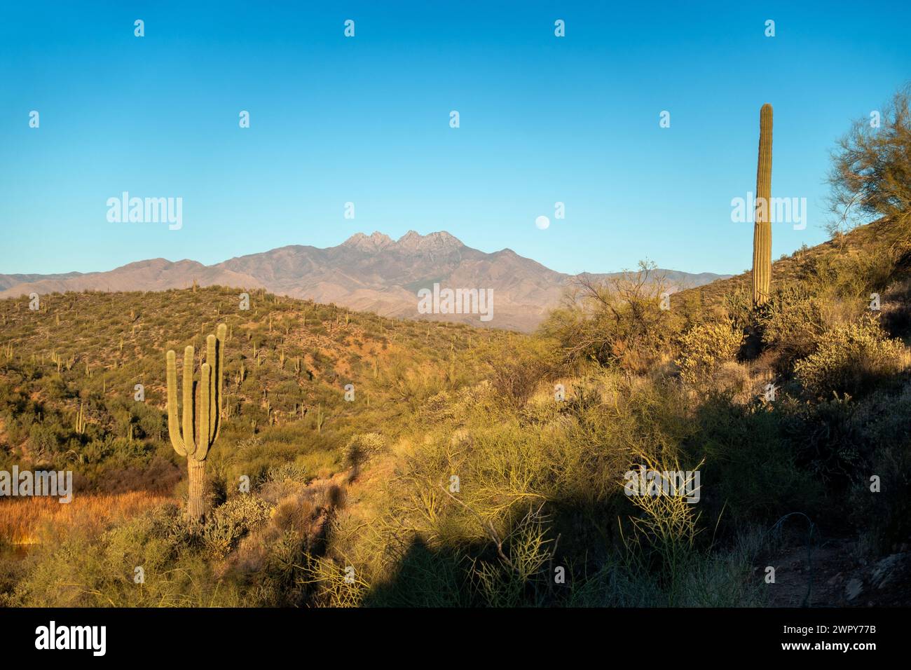 Full Moon Rising Over Four Peaks Superstitions Mountain Wilderness Saguaro Cactus Foreground Scenic Sonoran Desert Landscape Apache Trail Arizona USA Foto Stock