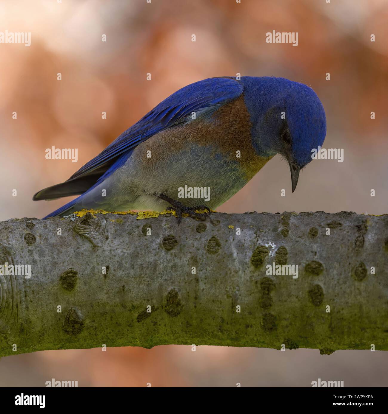 WESTERN Bluebird adulto maschio su un ramo d'albero che guarda in basso. Cuesta Park, Contea di Santa Clara, California. Foto Stock
