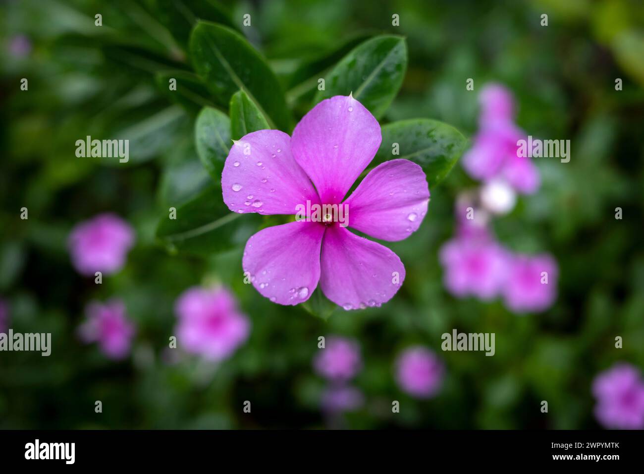 Fiore di Catharanthus roseus, Madagascar Periwinkle comunemente noto come Rose periwinkle, in un giorno di pioggia Foto Stock