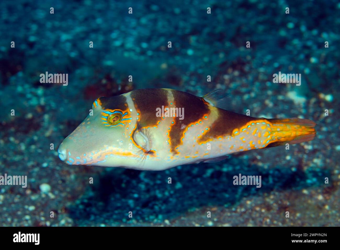 Coronato Da Toby, Canthigaster Coronata.Tulamben, Bali, Indonesia. Bali Sea, Oceano Indiano Foto Stock