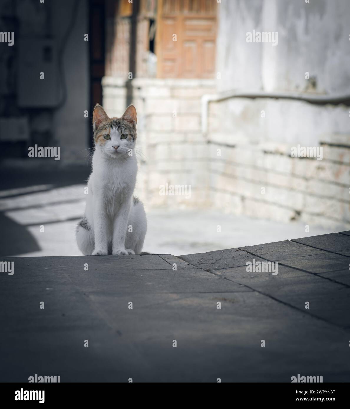 Bel gatto con bellissimi colori all'aperto Foto Stock