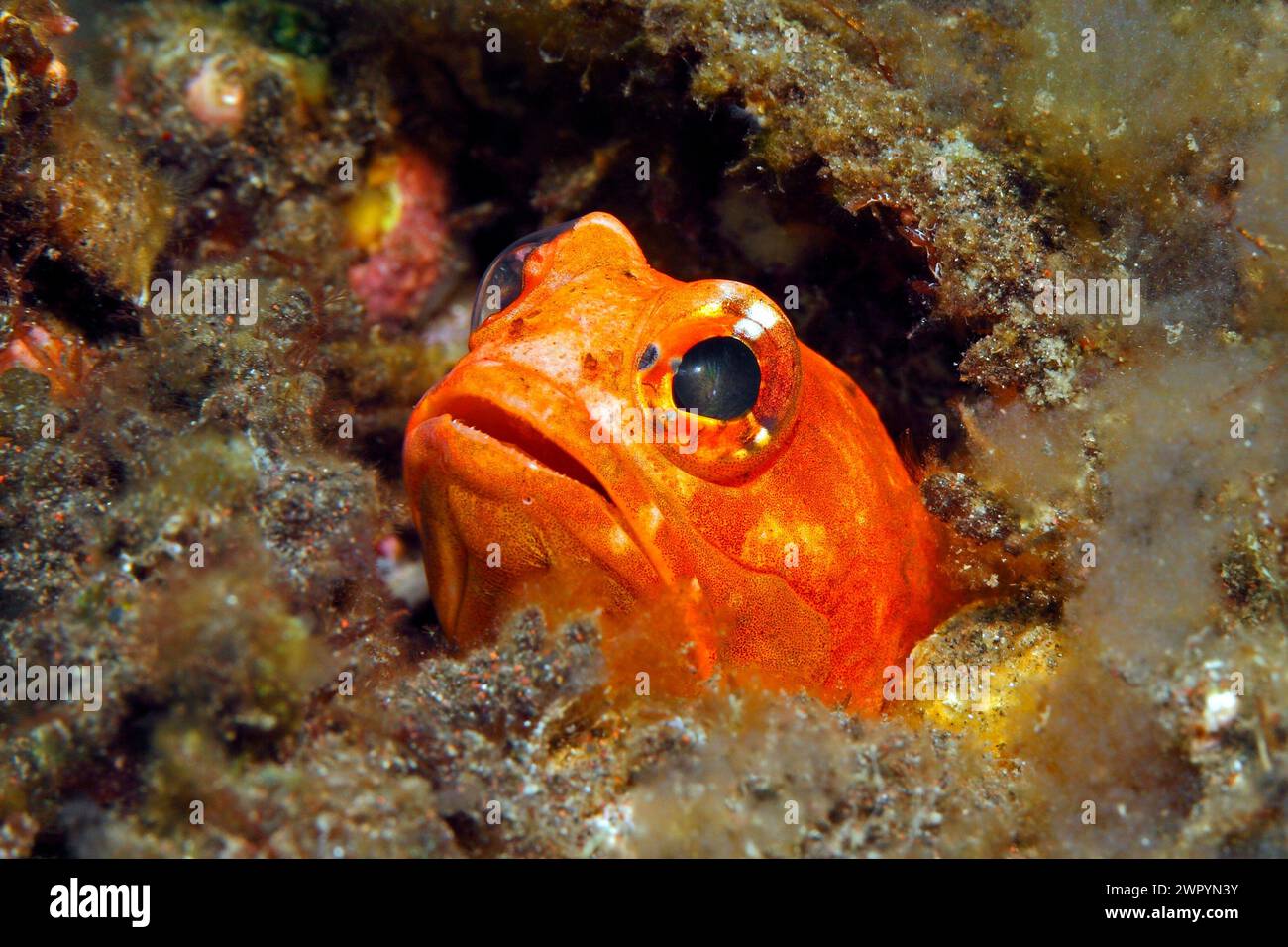 Jawfish variabile, Opistognathus coenobita. Le femmine di questa specie diventa arancione durante il corteggiamento. Tulamben, Bali, Indonesia. Foto Stock