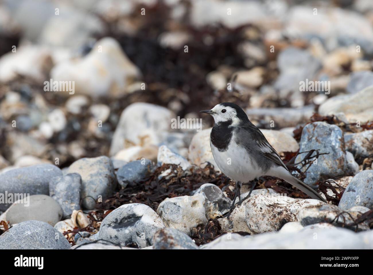 Pied Wagtail [ Motacilla alba ] sulla spiaggia di Lyme Regis, Dorset, Regno Unito Foto Stock