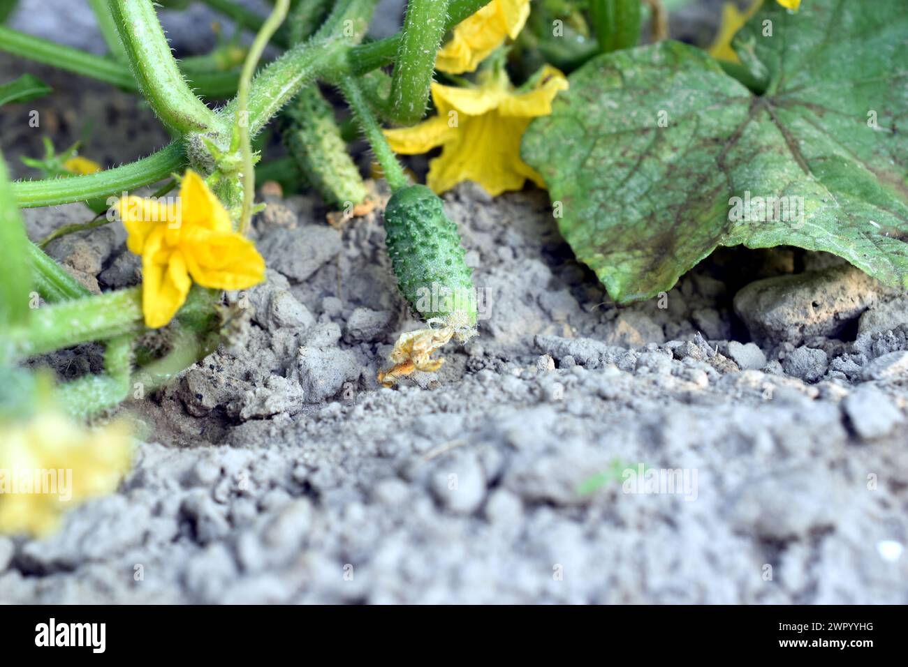 La foto mostra una piantagione di cetrioli, che mostra ampie foglie, steli, fiori gialli e ovaie di cetriolo verde. Foto Stock