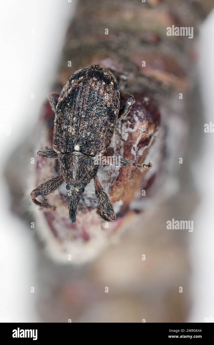 Mela Blossom weevil (Anthonomus pomorum). Uno dei più importanti parassiti di meli nei frutteti e nei giardini Foto Stock