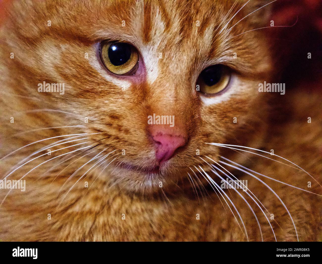Metà del viso di un gatto è visibile, mostrando il suo brillante occhio verde e la pelliccia arancione; l’altra metà è oscurata. Foto Stock Metà del viso di un gatto è visibile, mostrando il suo brillante occhio verde e la pelliccia arancione; l’altra metà è oscurata. Foto Stock