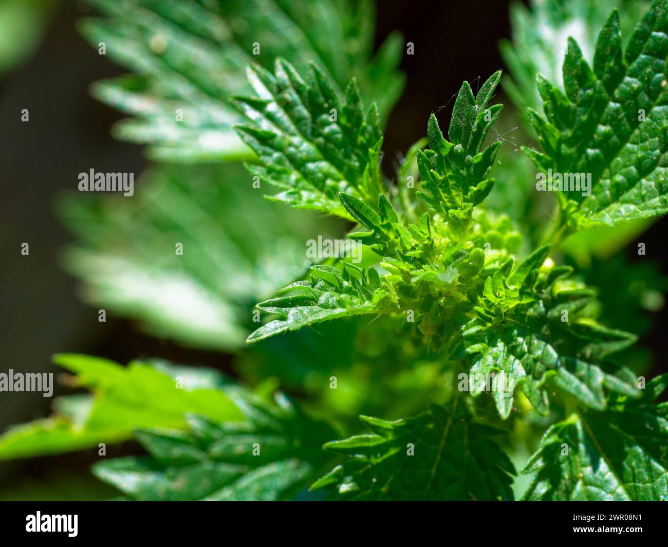 Un primo piano di foglie verdi con texture e motivi intricati, evidenziati dalla luce del sole. Foto Stock