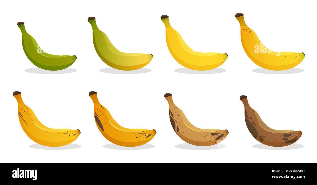 Fasi di maturazione delle banane. Diversi colori di buccia di frutta biologica, dal verde al marrone, frutta marcio biologica e frutta matura fresca. Vettore di cibo sano vegetariano Illustrazione Vettoriale