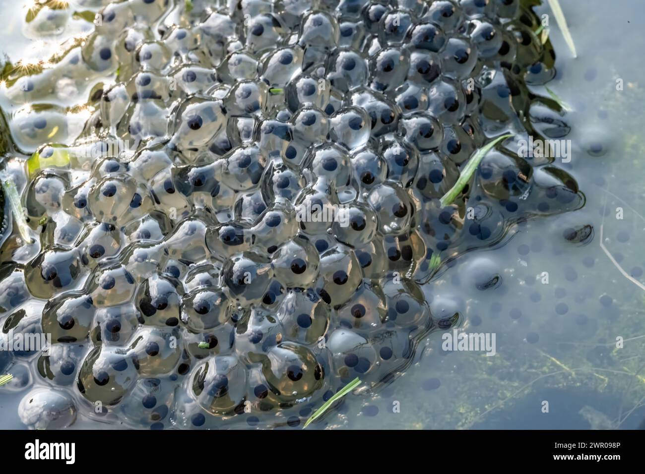 Frogspawn galleggiante in un laghetto con giardino naturale Foto Stock