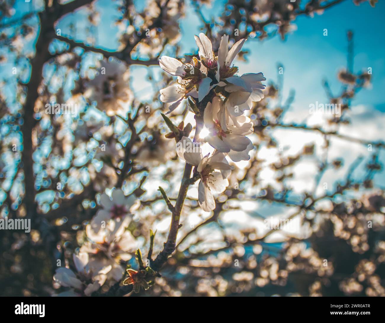 Serenità Almond Blossom: Sfondo blu cielo Foto Stock