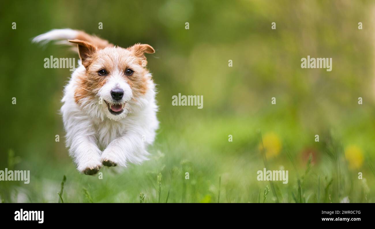 Giocoso felice e attivo iper dog che corre sull'erba. Banner o sfondo per l'iperattività del cucciolo. Foto Stock