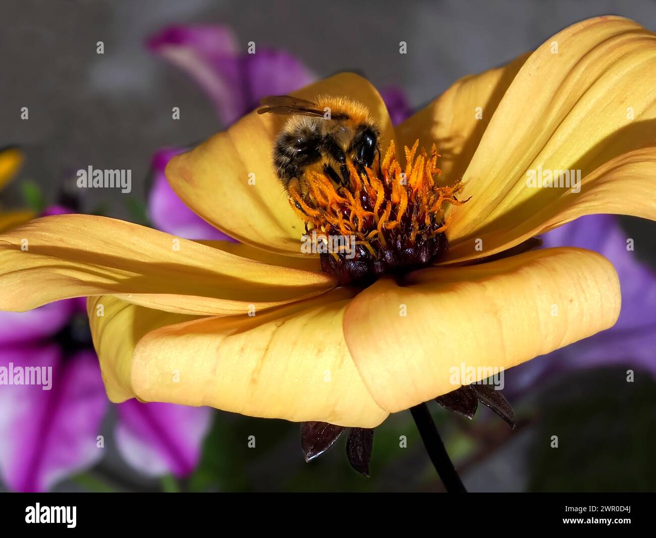 Macro di api (Apis) che si nutrono di dahlia gialla e visto dal profilo Foto Stock