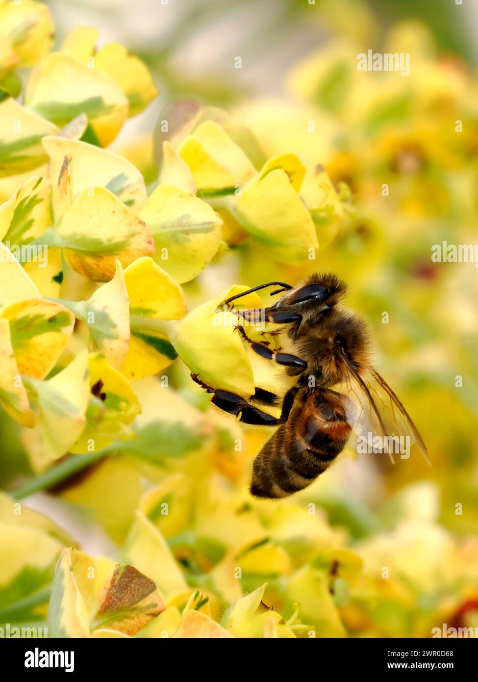 Macro di api da miele (Apis) che si nutrono di un fiore giallo di euforbia Foto Stock