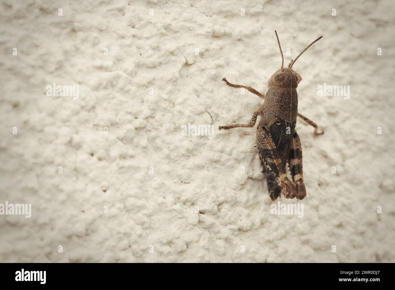 Foto macro di Grasshopper sulla natura località della Croazia, Europa Foto Stock