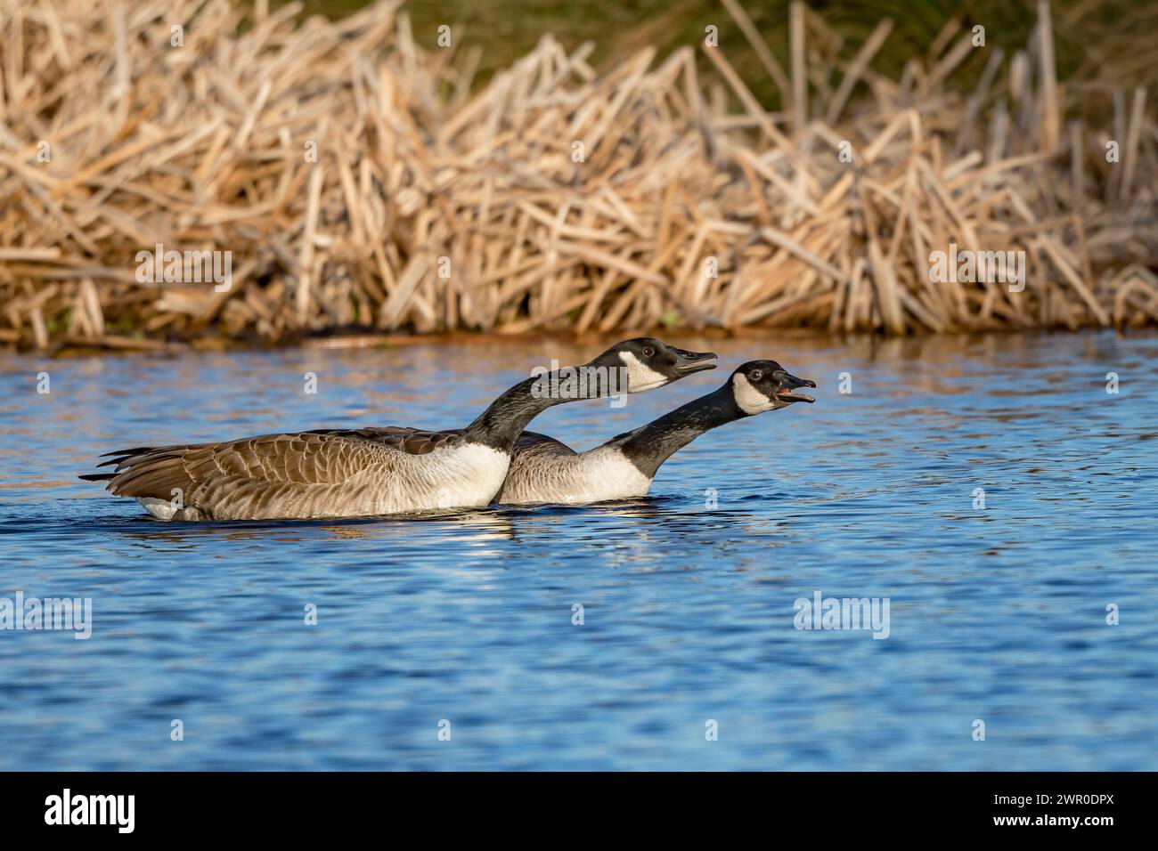 Un paio di oche canadesi che mettono in guardia i rivali Foto Stock