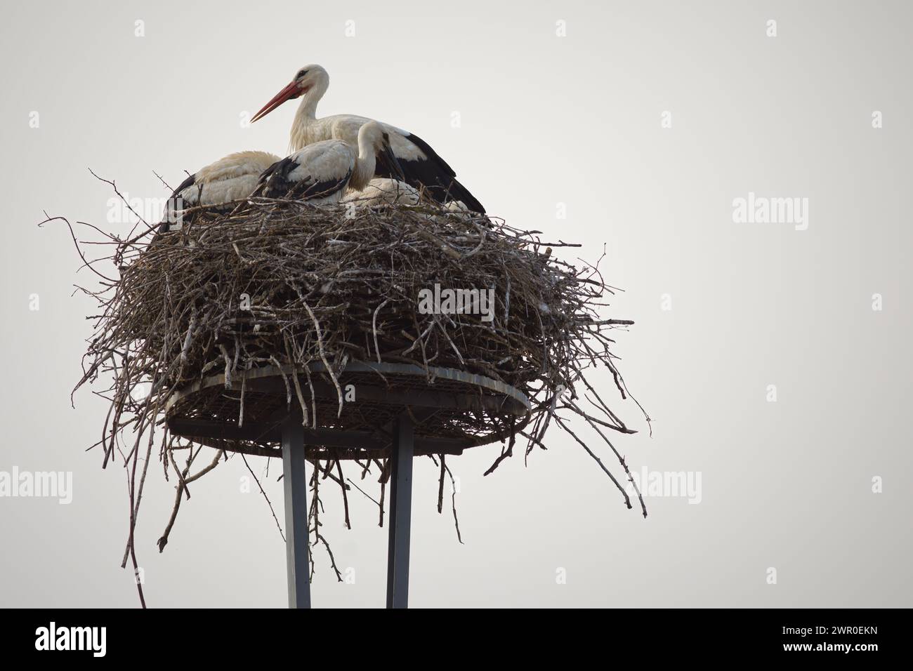 Cicogna bianca adulta ciconia ciconia si prende cura dei giovani sul nido Foto Stock
