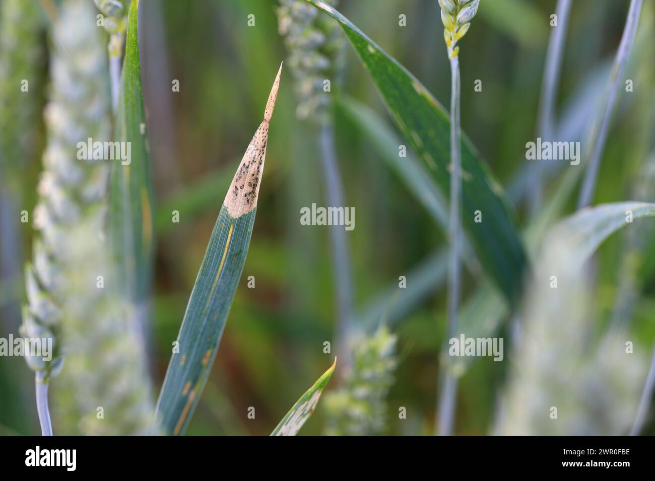 Foglie di cereali danneggiate dal minatore di foglie - una larva di una mosca della famiglia Agromyzidae. Foto Stock