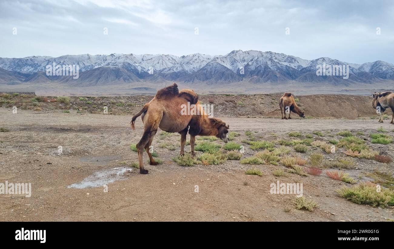 Cammello battriano in Kirghizistan Foto Stock