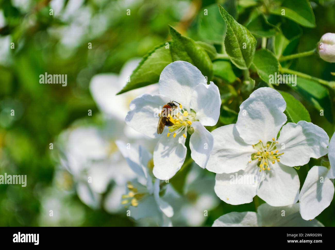 Primo piano di un'ape miele che impollina un fiore bianco di un melo sullo sfondo di foglie verdi brillanti Foto Stock