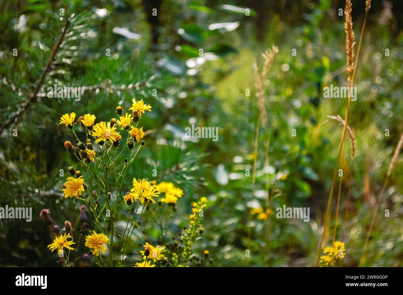 Fiori gialli in erba verde nella foresta estiva da vicino Foto Stock