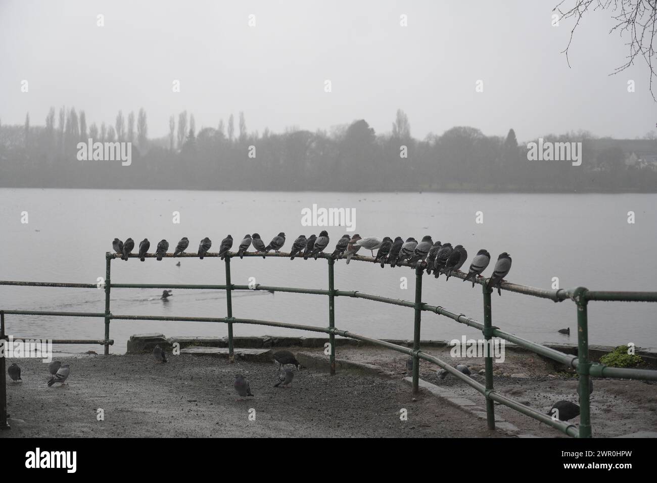 Uccelli in una giornata di pioggia a Edgbaston, Birmingham, Regno Unito Foto Stock