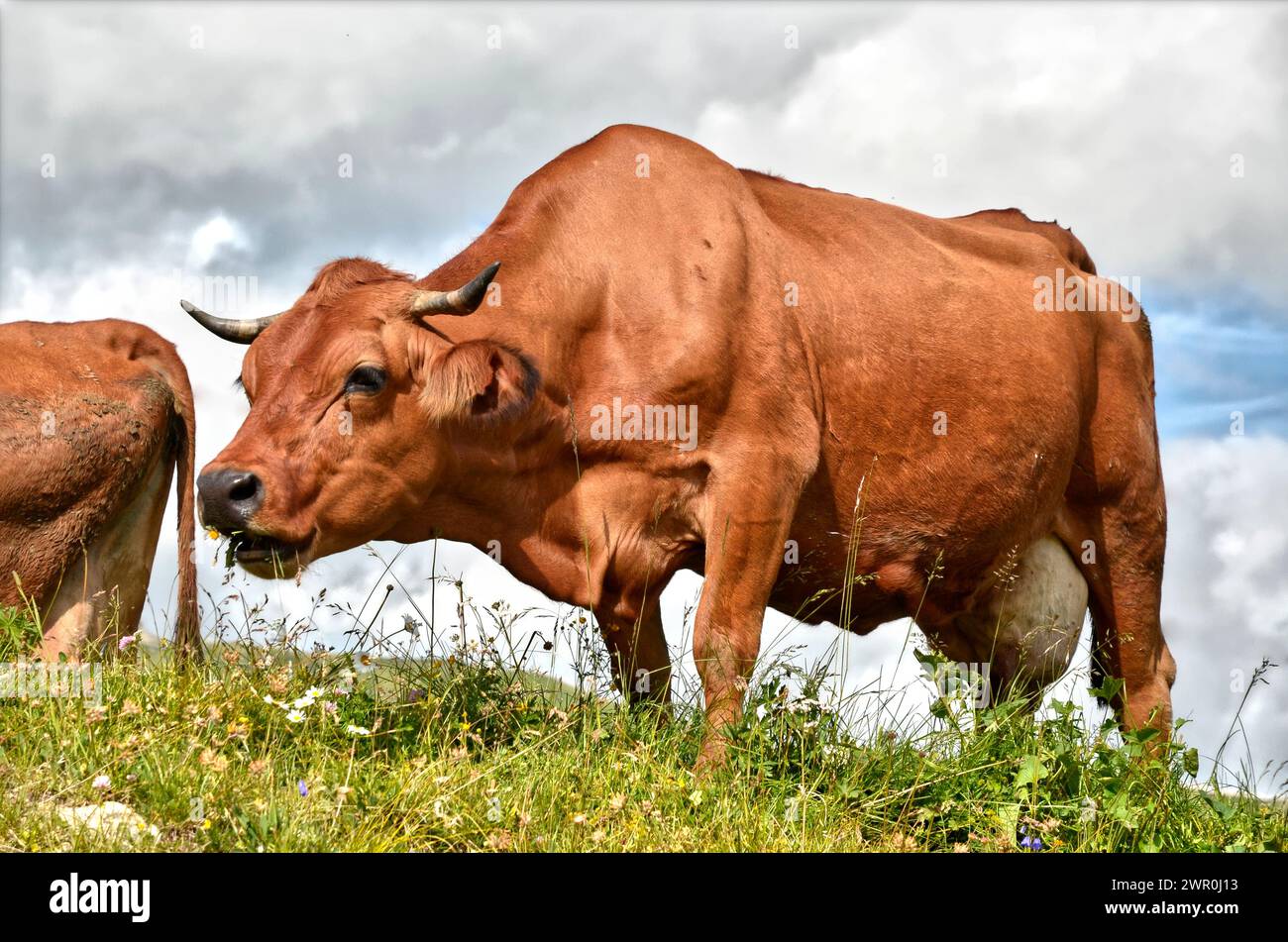 Tarine mucca al pascolo nelle Alpi francesi nel dipartimento della Savoia a La Plagne Foto Stock