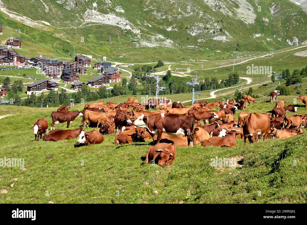 Mucche brune che pascolano nelle Alpi francesi nel dipartimento della Savoia e il villaggio la Plagne sullo sfondo Foto Stock