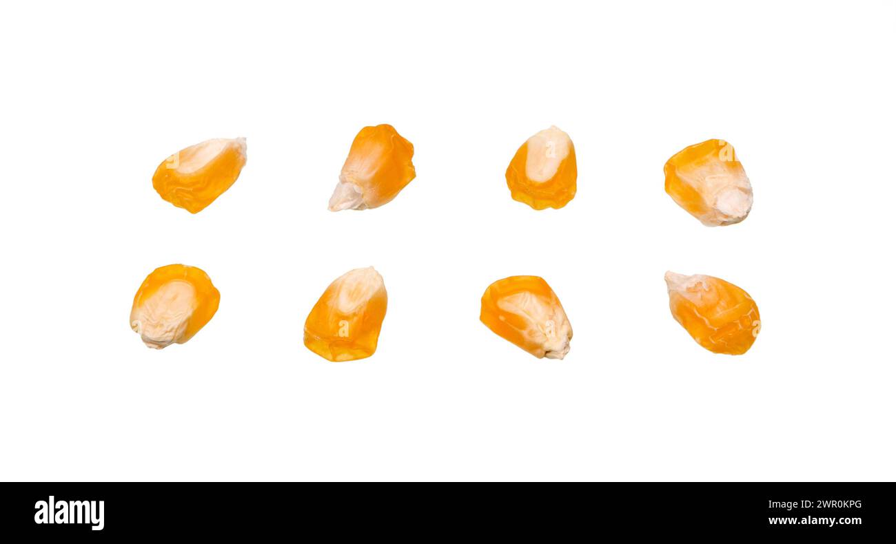 Semi di mais isolati su sfondo bianco. Primo piano di granoturco. Raccolta di grani di granturco giallo secco. Foto Stock